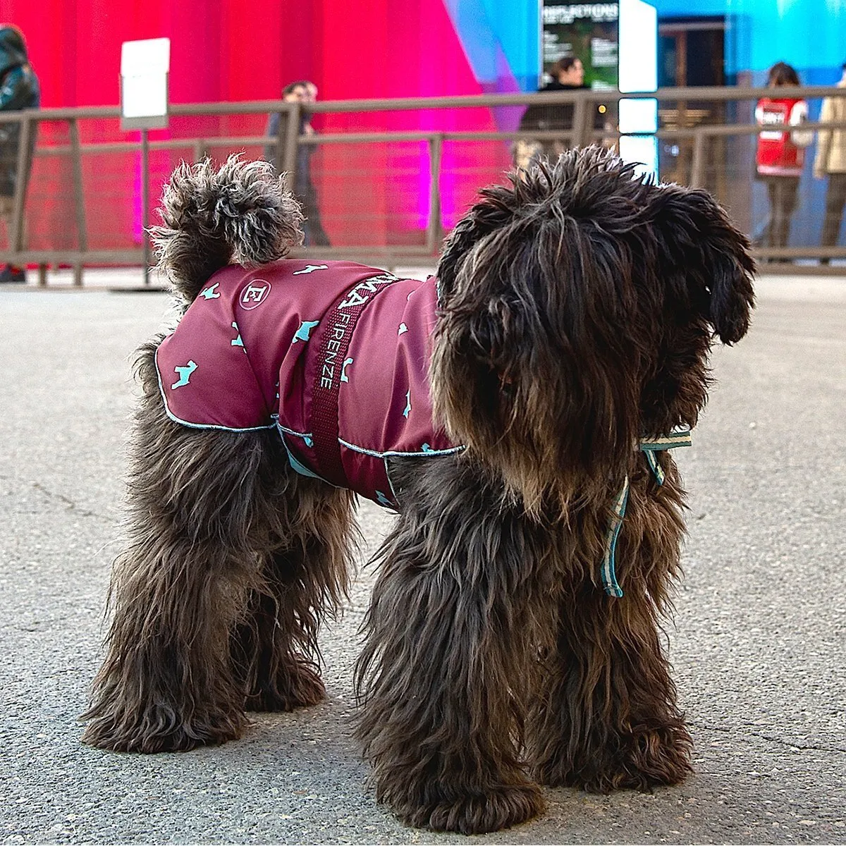 Bespoke Dog Raincoat Pattern