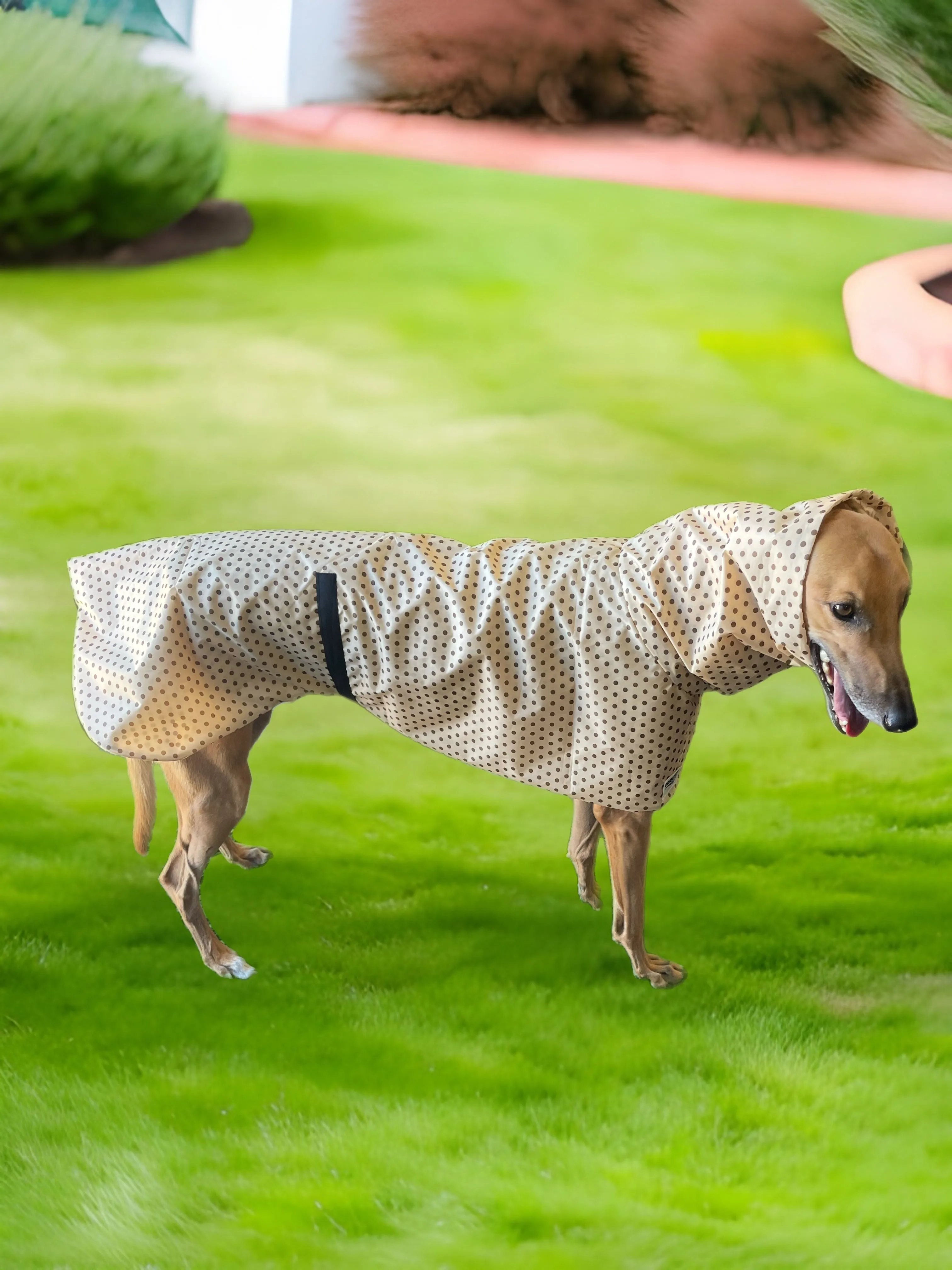 Cafe latte dotty prints Greyhound coat deluxe style, summer rainwear, washable