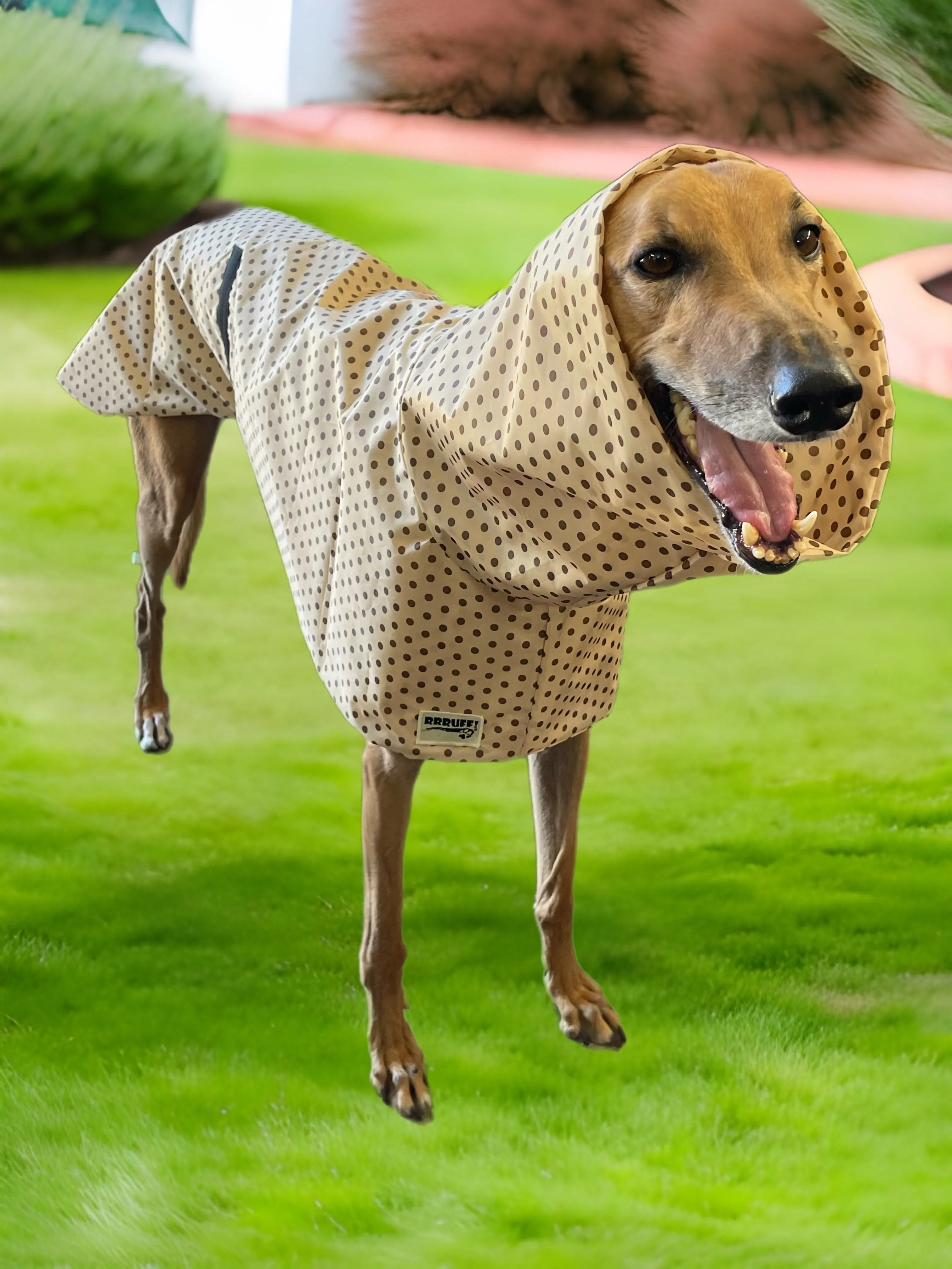 Cafe latte dotty prints Greyhound coat deluxe style, summer rainwear, washable