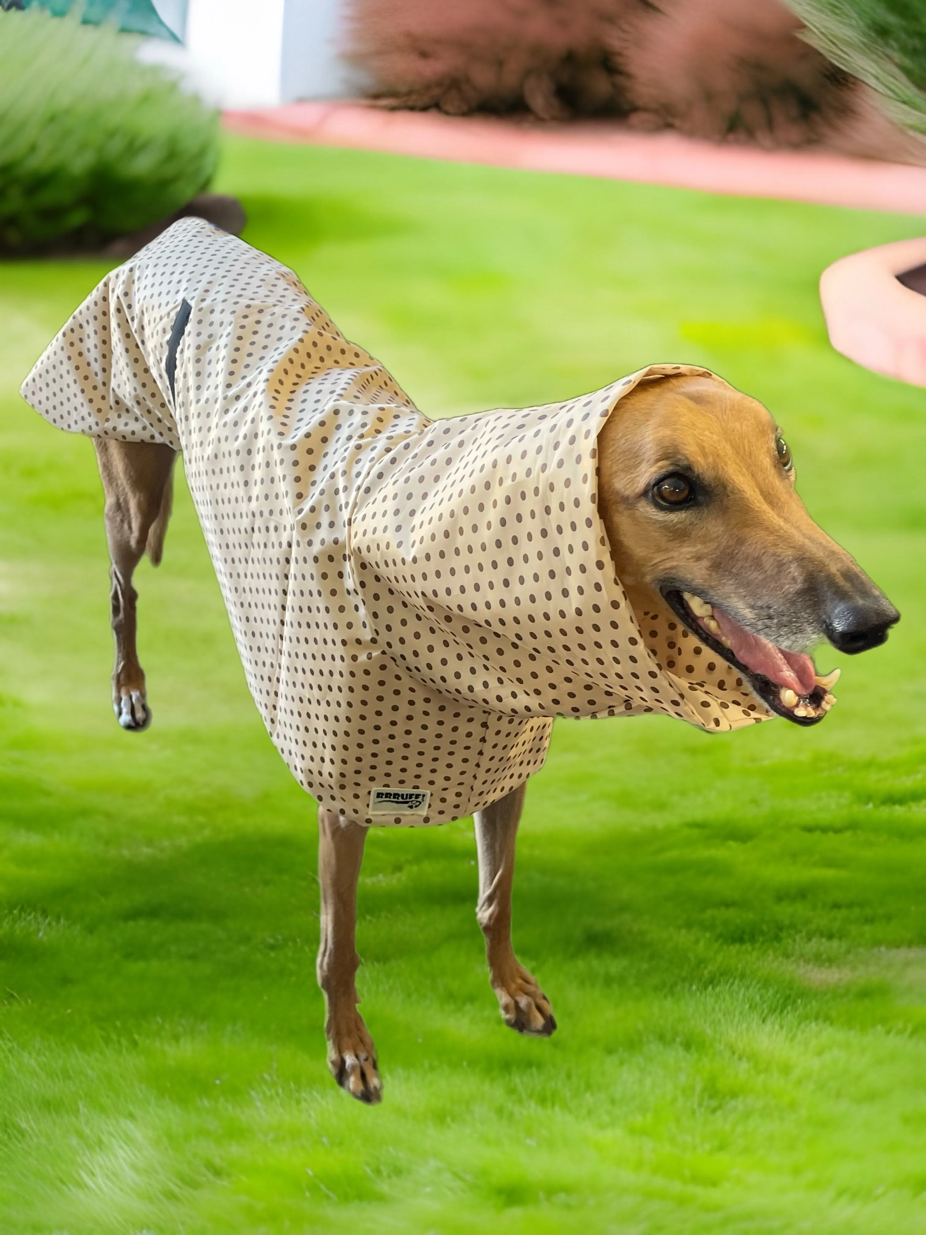 Cafe latte dotty prints Greyhound coat deluxe style, summer rainwear, washable