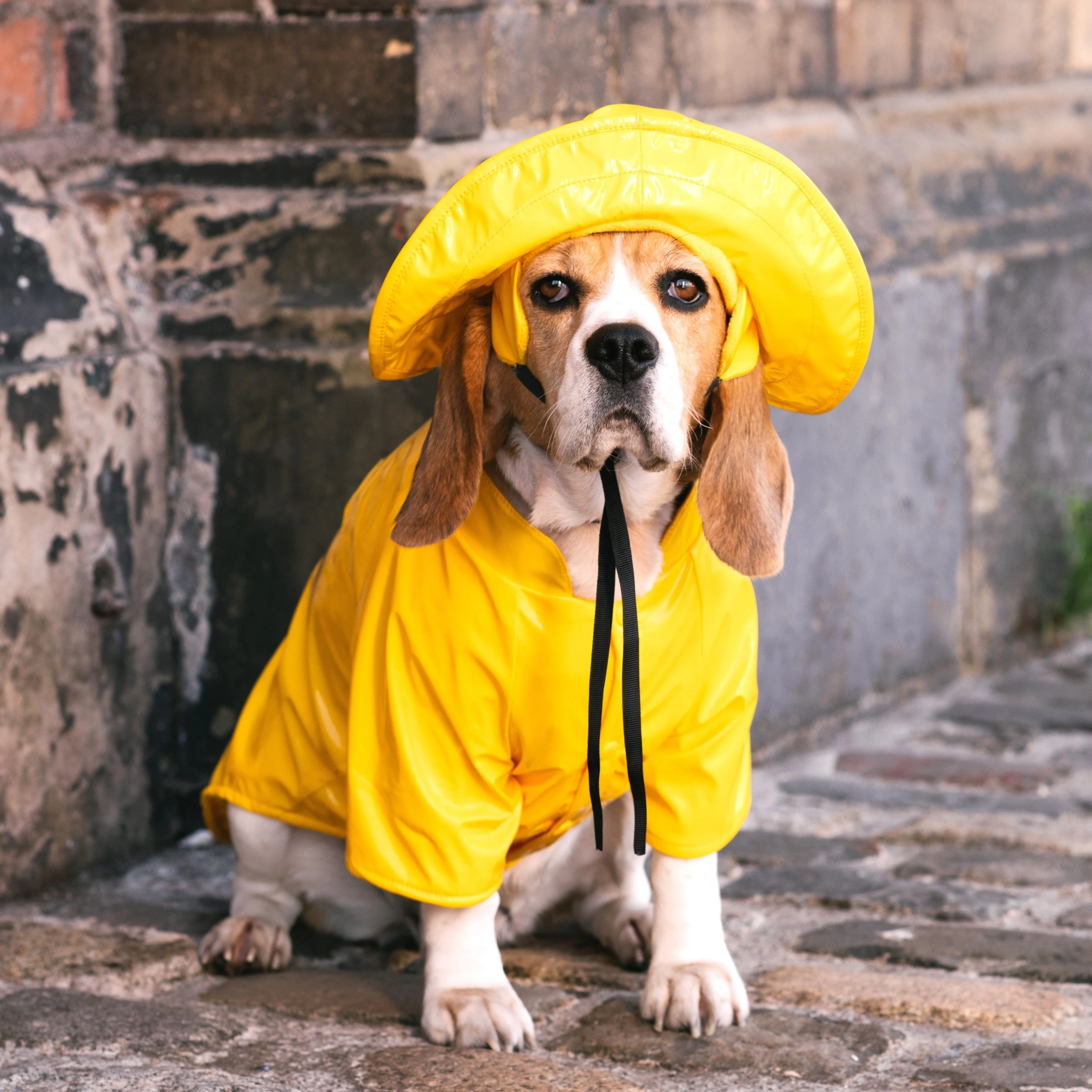 Gromit Dog Raincoat & Sou'wester