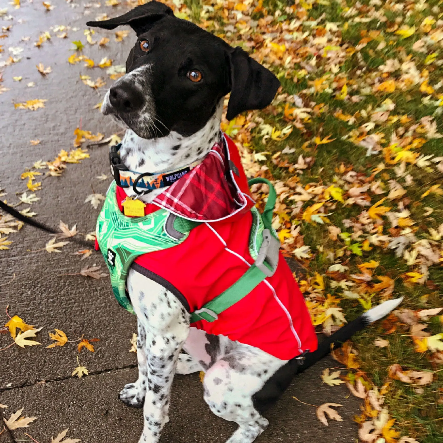 Reversible Raincoat for Dogs